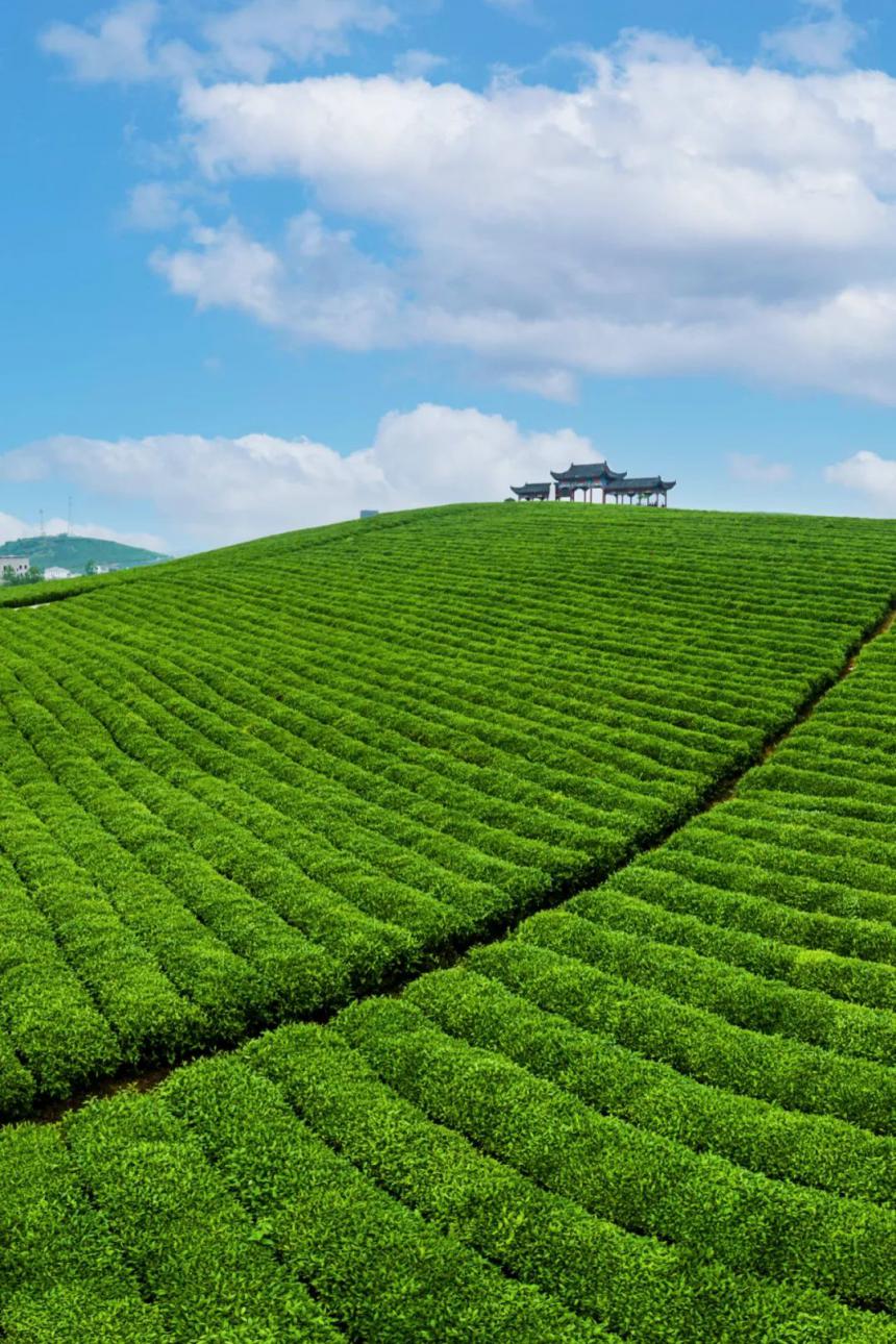 地道寻茶记-中国第一杯早春茶到底在哪里